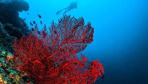 Coralli nei fondali marini