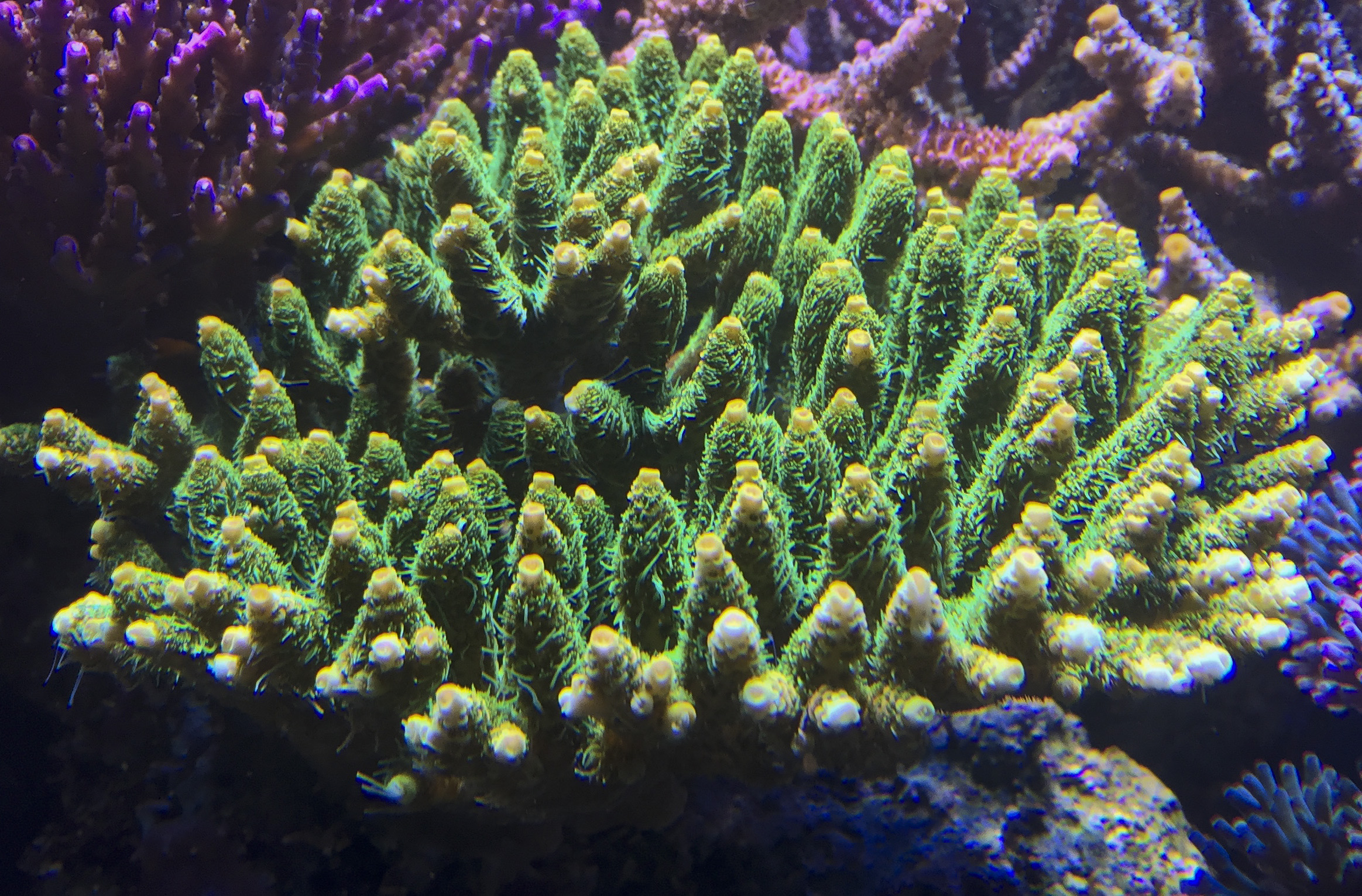 millepora verde